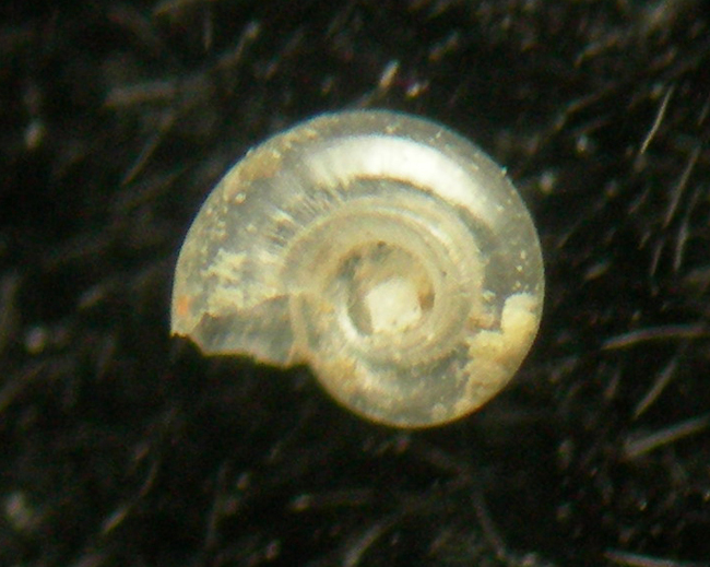 Xylodiscula wareni